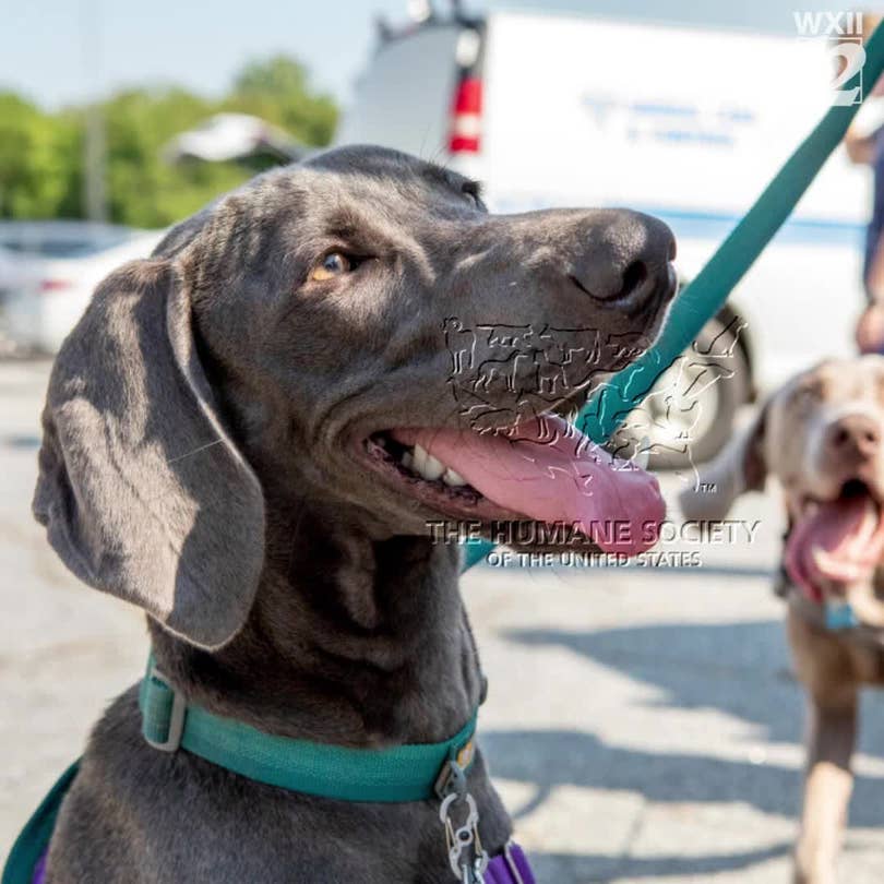 North Carolina Animal Shelters Take In Dozens Of Dogs