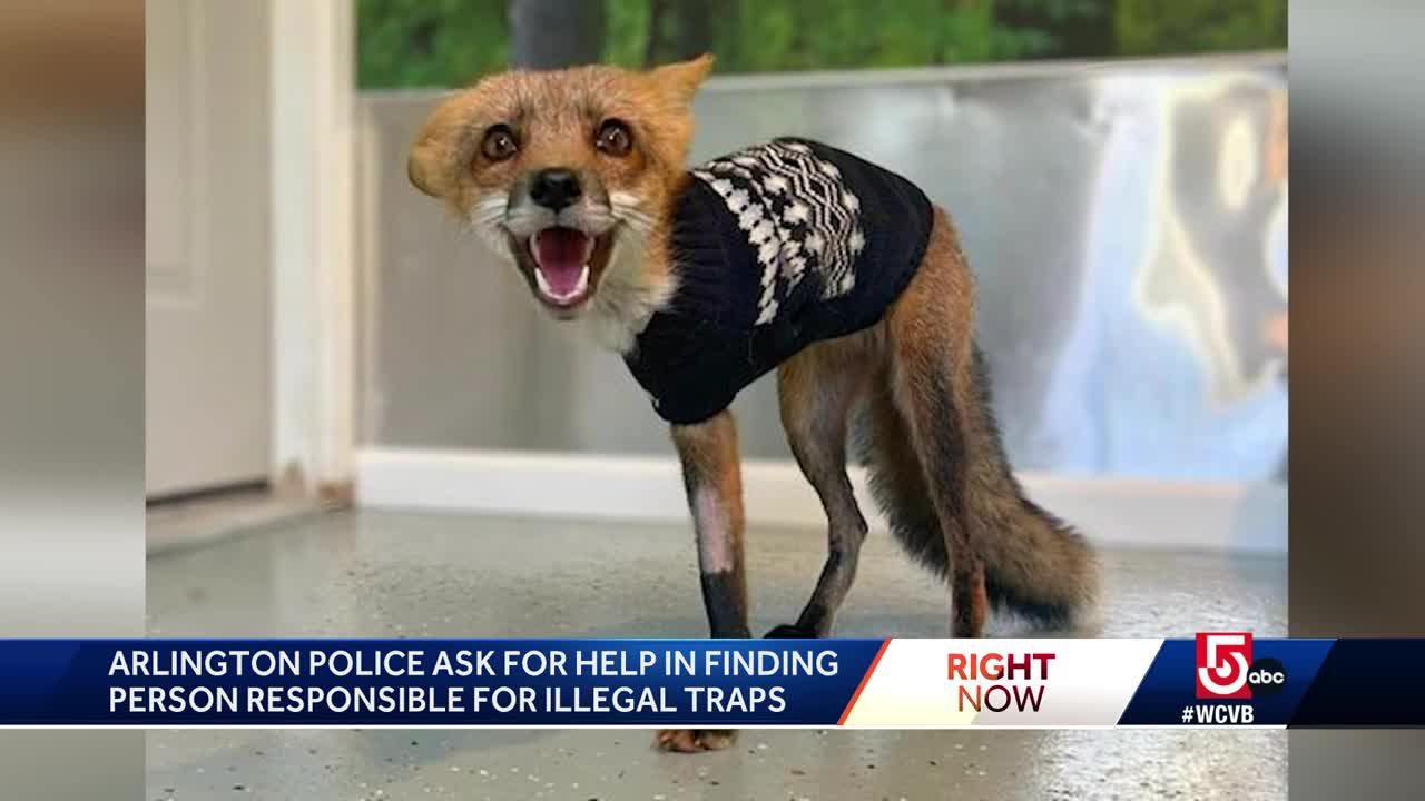 Fox snared by illegal trap in Mass. recovering after having leg