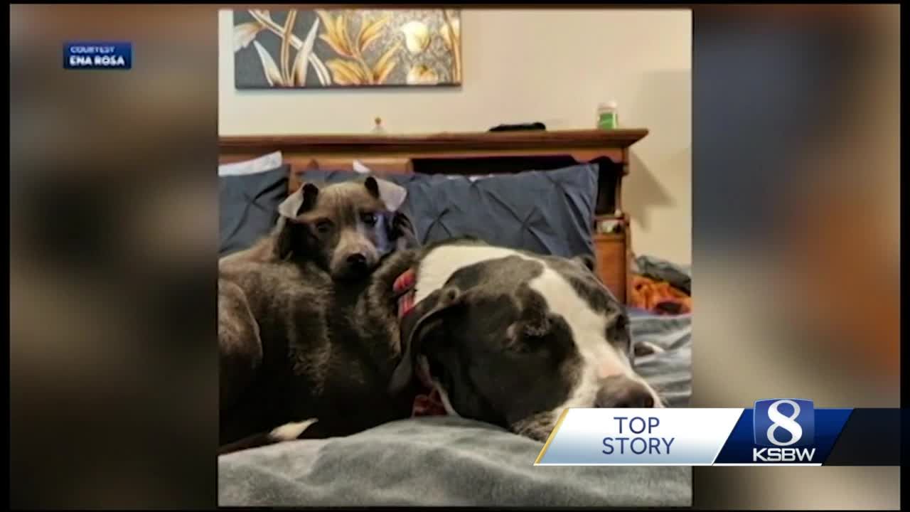Seaside City Council Bans Vicious Dogs In City Limits