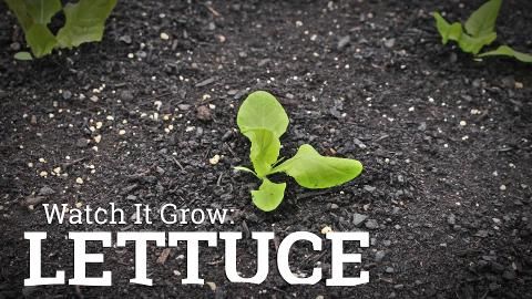 preview for Watch It Grow: Lettuce