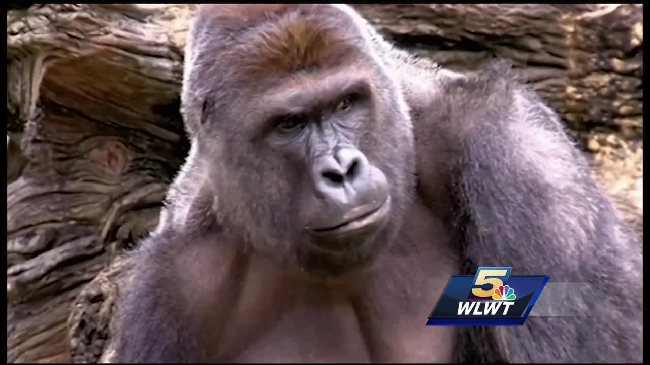 Harambe lives: Killed zoo gorilla gets a second life online - CBS News