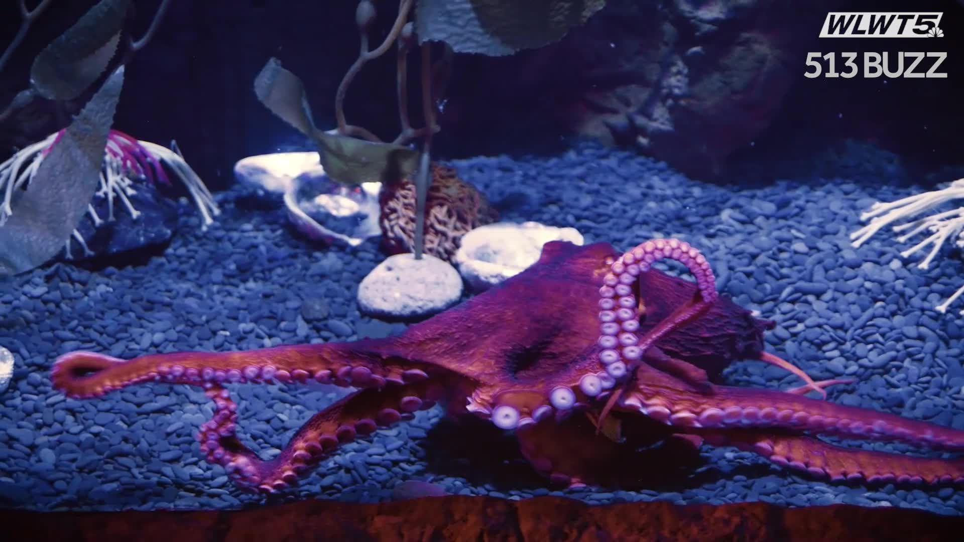 Ring of Fire octopus exhibit to open at Newport Aquarium this weekend