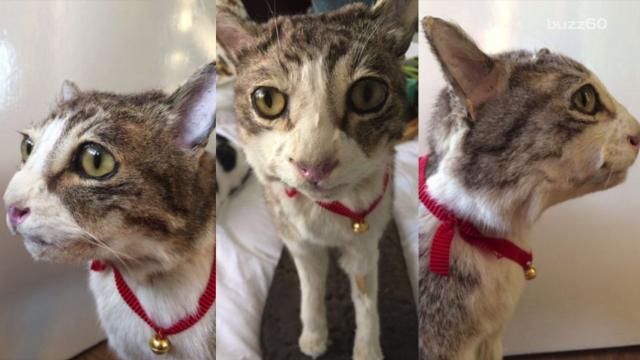 Man s Taxidermy Cat Anniversary Gift To His Wife Ends Up On Ebay