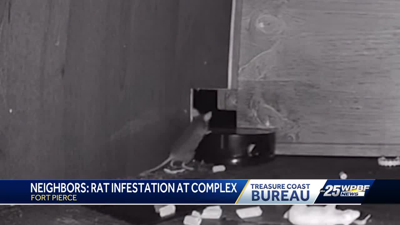 'I can’t keep living like this': Treasure Coast apartment residents say rat problem out of control