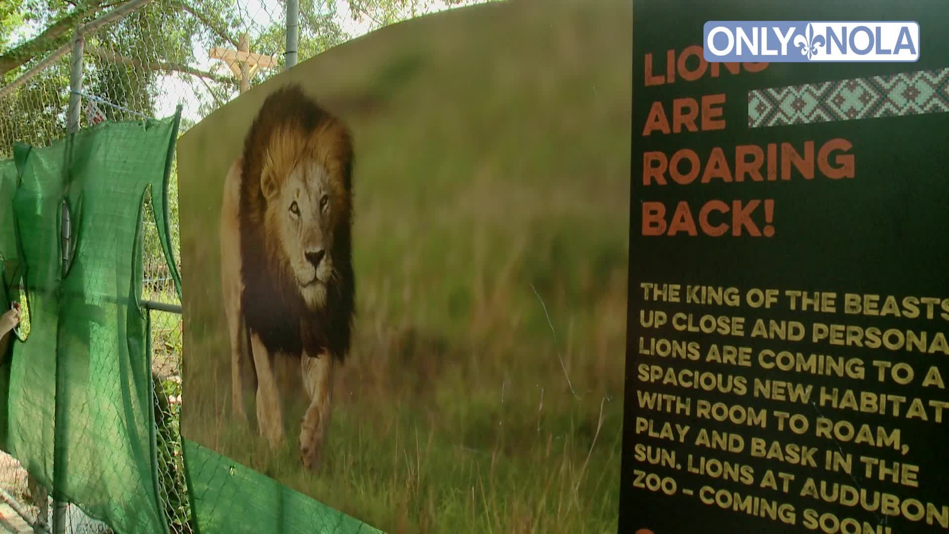 The ROAR has returned at Audubon Zoo