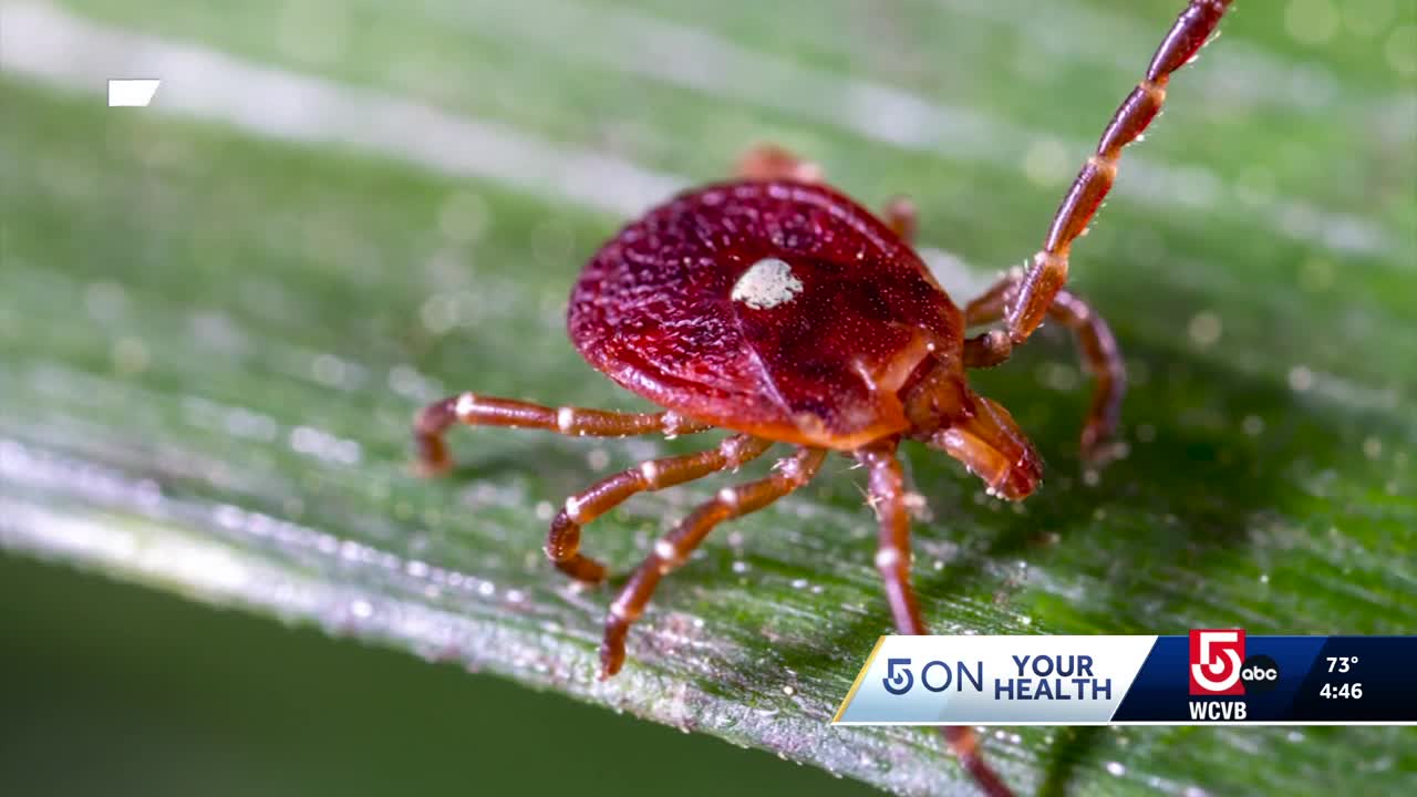Cape, Islands on high alert for tick-borne Alpha Gal cases