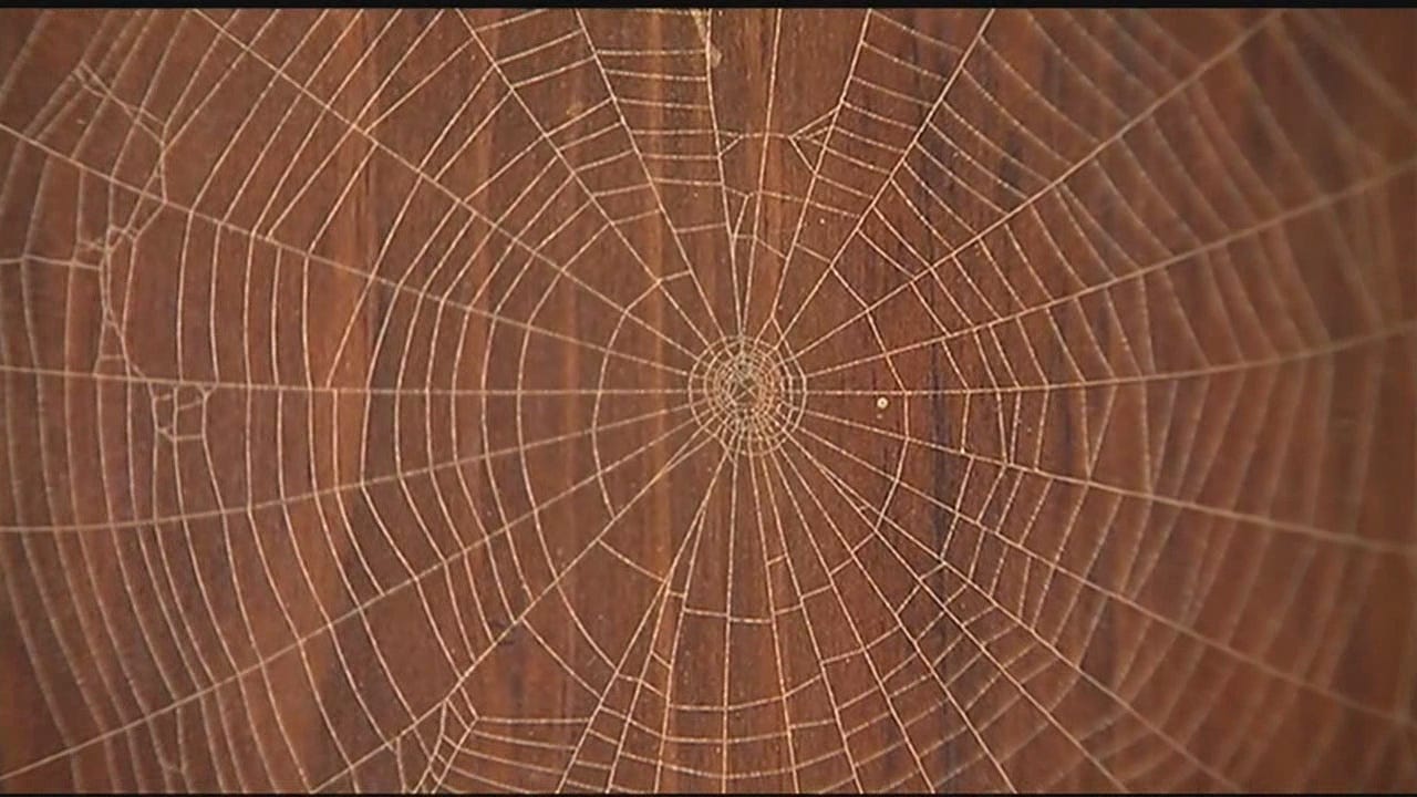 Order Your Unique Spider Web Plaques from Knight's Spider Web Farm