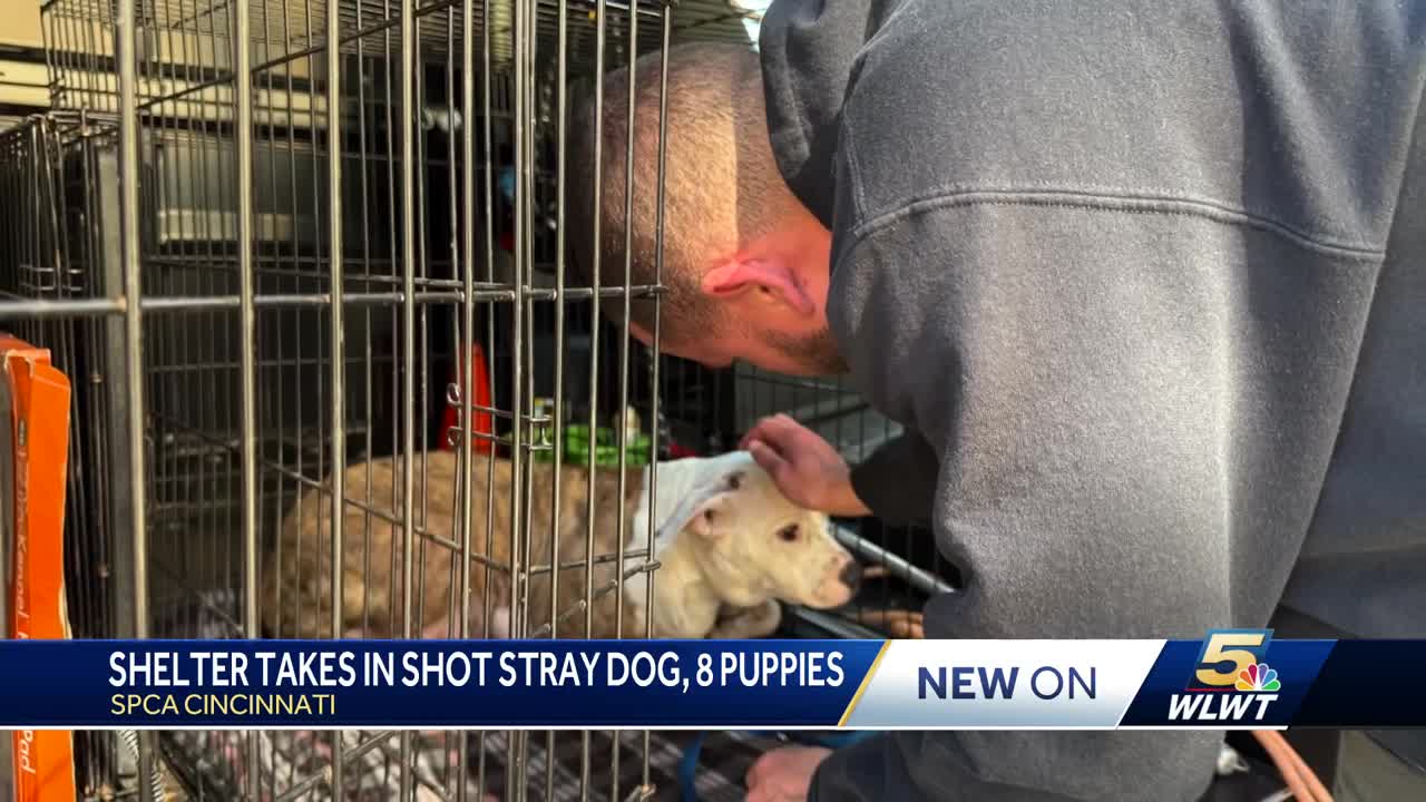 Dog rescued by Greater Cincinnati organizations after being shot in head