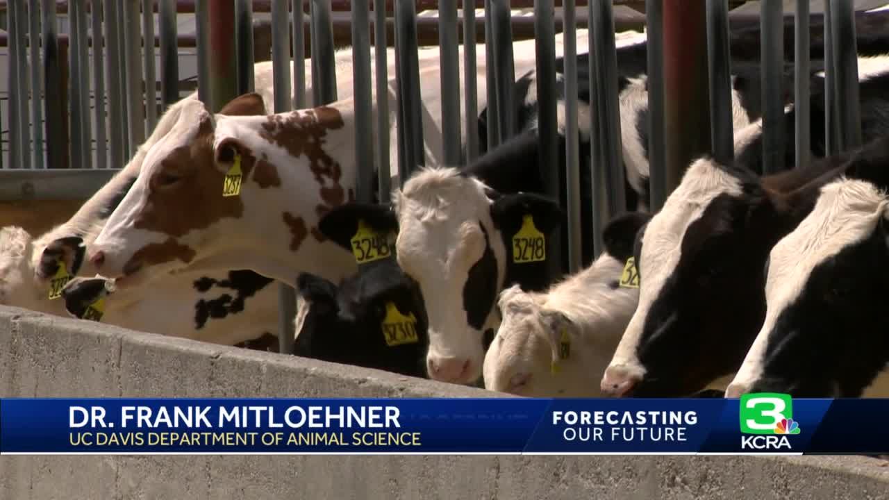 Can California dairy farms become carbon negative? Researchers at UC Davis say yes.