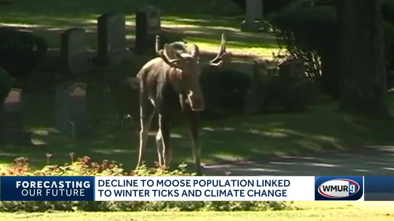 Decline in moose population linked to winter ticks, climate change