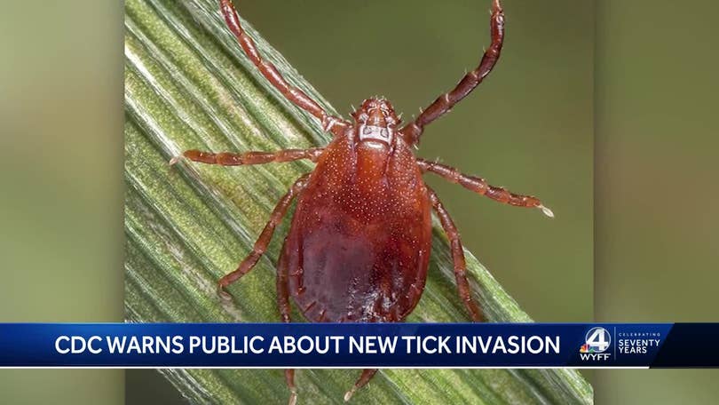 Clemson scientist: Study shows Joro spiders 'here to stay,' spreading fast