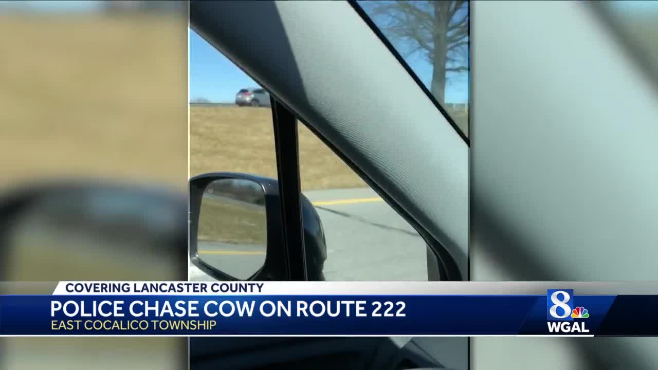 Police Chase Cow On Route 222