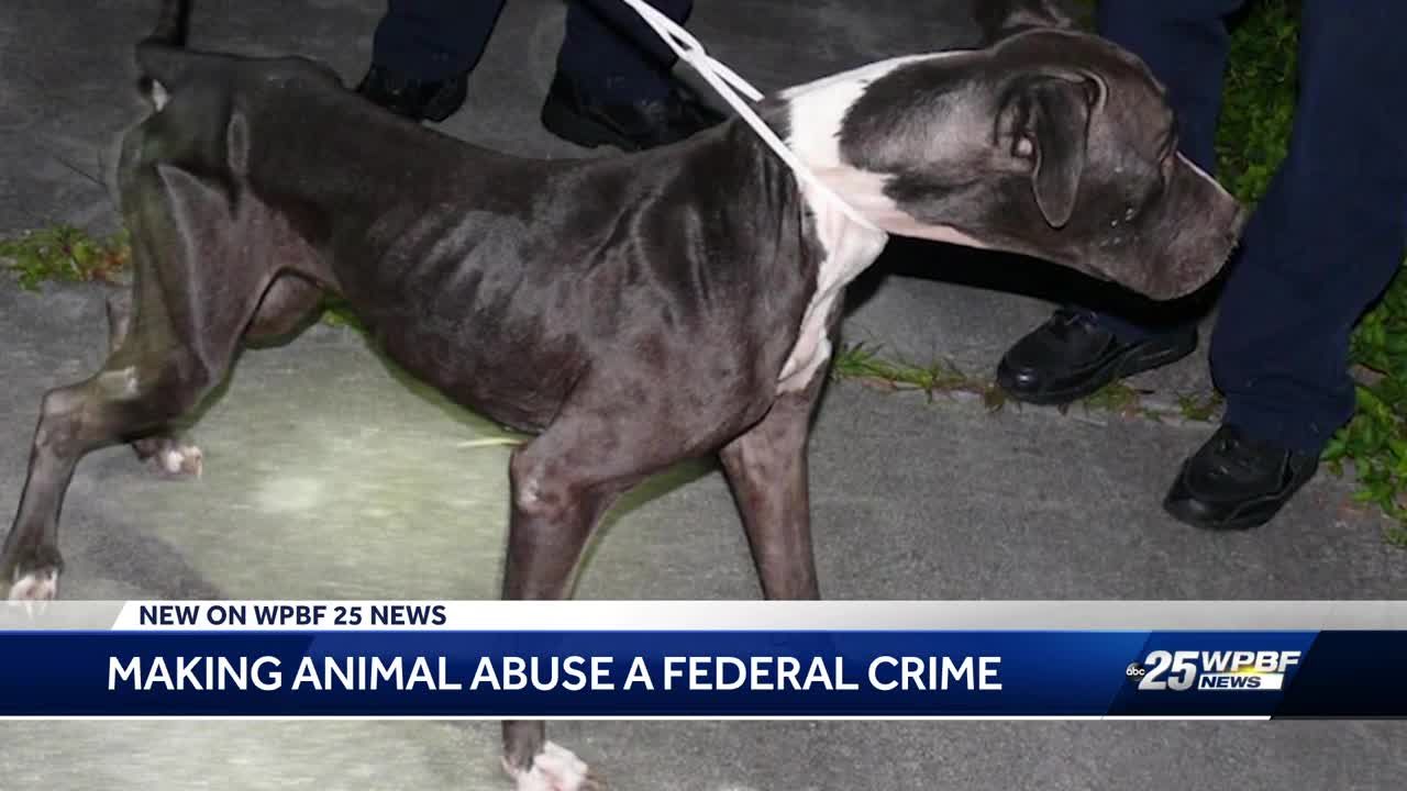 is animal abuse a felony in california