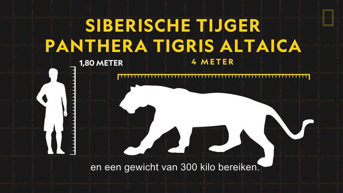 preview for Dieren