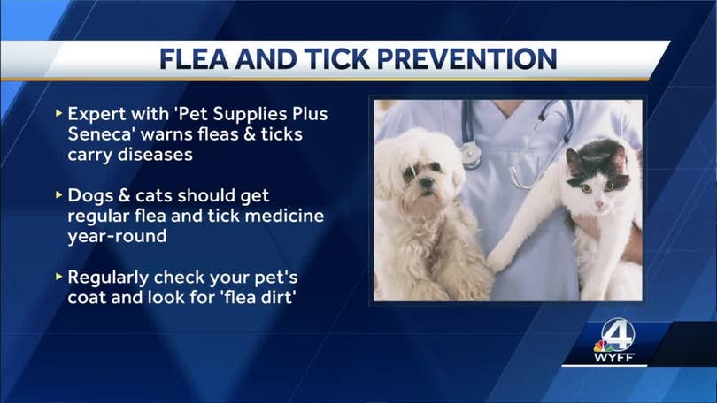 do dogs need flea and tick medicine all year