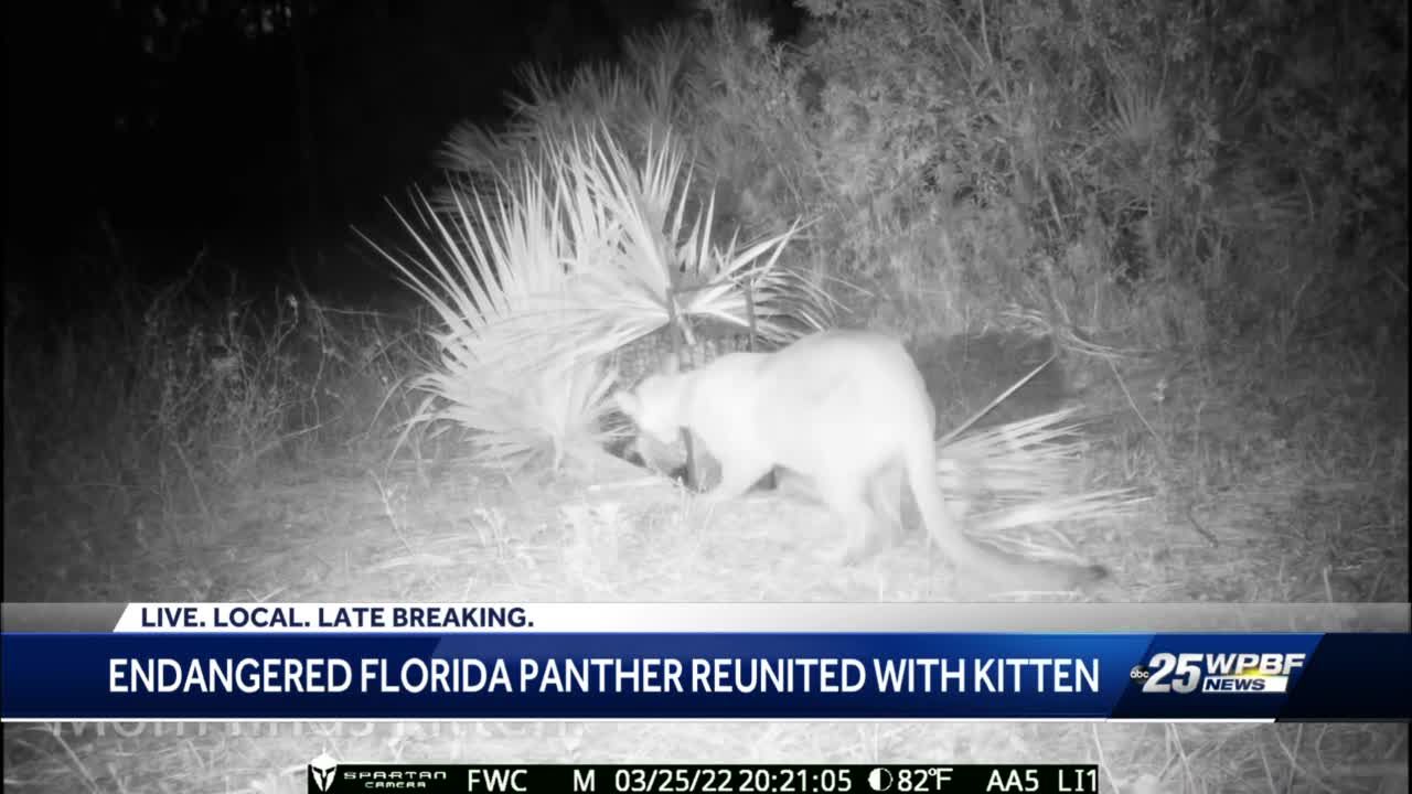 Florida biologists reunite mother panther and her kitten