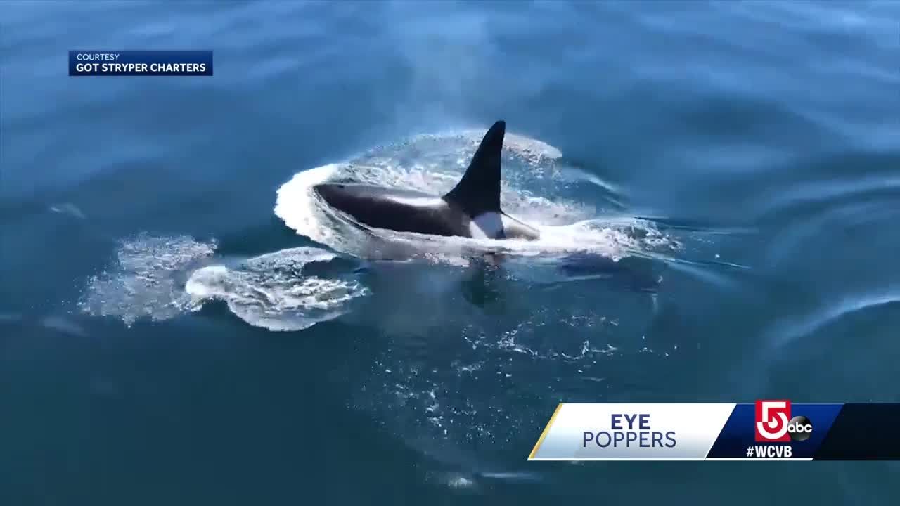 Orca Spotted Swimming With Dolphins Off Cape Cod