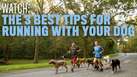 preview for The 3 Best Tips For Running With Your Dog