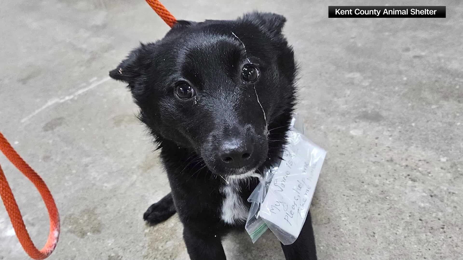 Amazon.co.jp: 奈良美智 Abandoned puppy in the fountain 水色