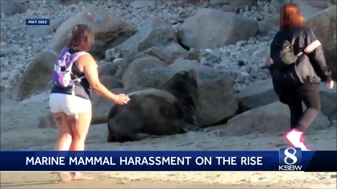 Marine mammal harassment on the rise on the Central Coast