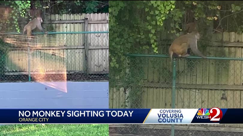 Wild monkey sightings in Florida prompt warnings from officials