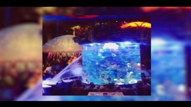 Giant fish tank bursts in a Disney restaurant, sprays water all
