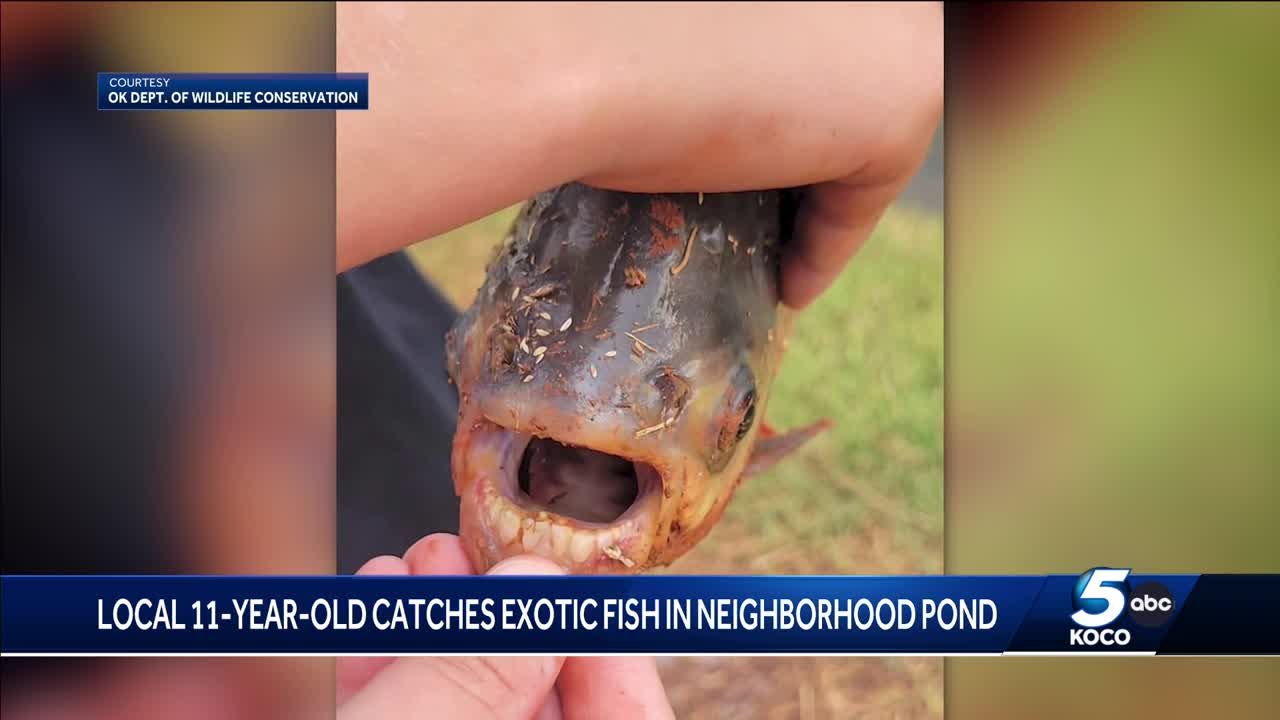 Oklahoma boy catches exotic fish in neighborhood pond