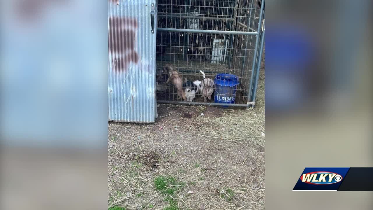 Louisville Metro Council passes 'Puppy-Mill Ordinance,' why animal advocates say it's a game changer