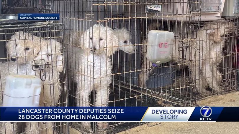 Lancaster County deputies seize 28 dogs from home in Malcolm