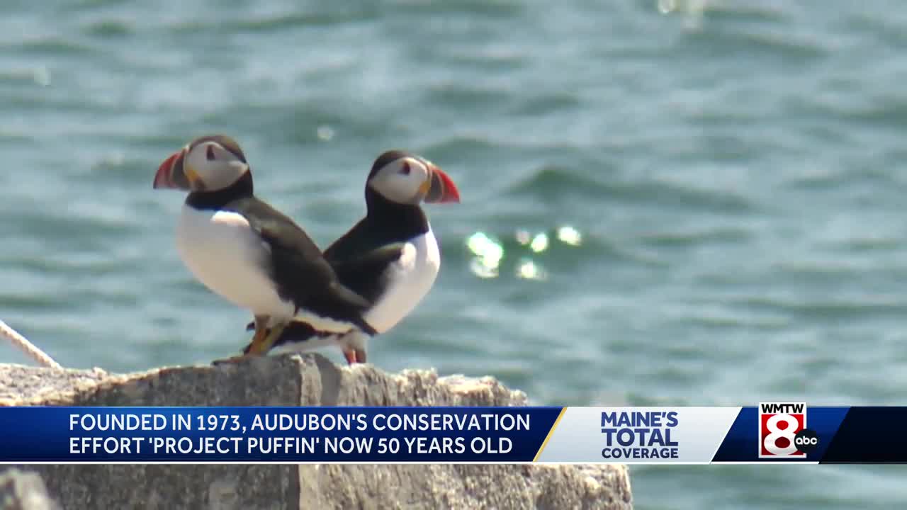 Puffins Are Making a Comeback in Maine, Smart News