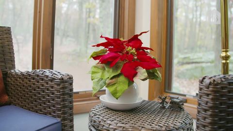 preview for How to Care for Poinsettias