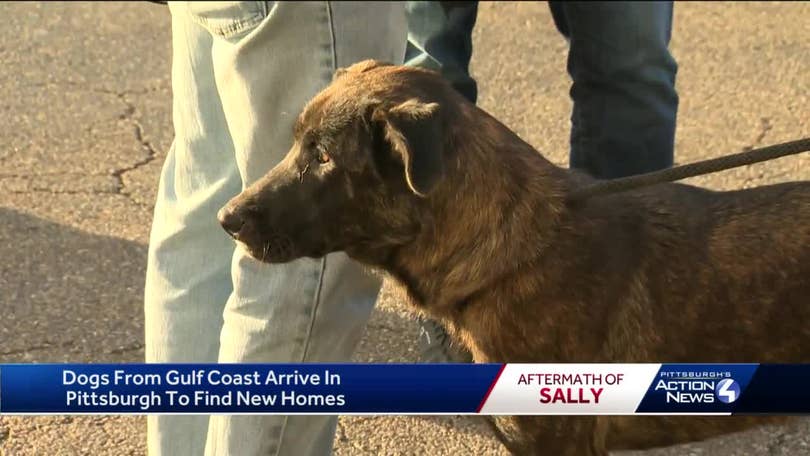 Pittsburgh Aviation Animal Rescue Team rescues 14 homeless dogs from Gulf Coast Pittsburgh Aviation Animal Rescue Team rescues 14 homeless dogs from Gulf Coast