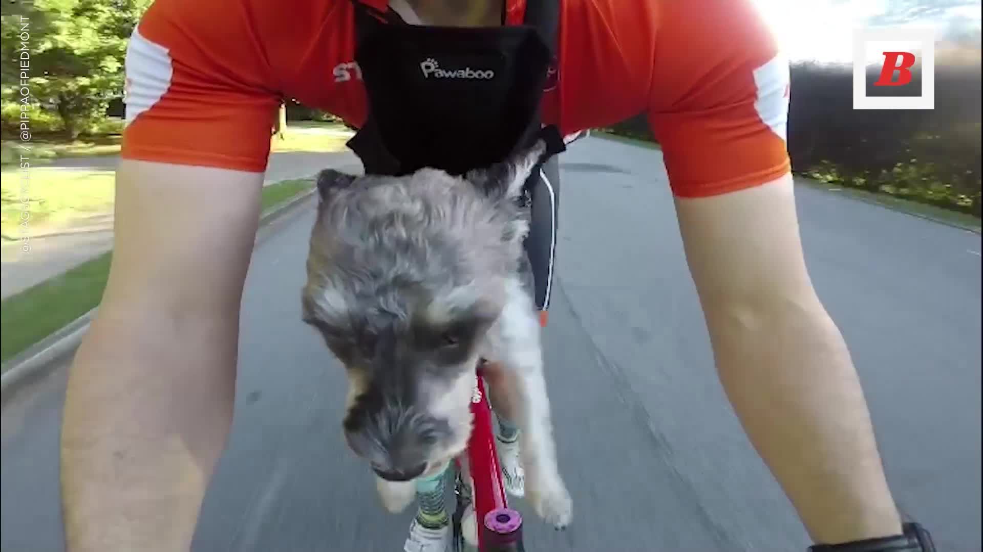 Dog backpack hotsell for biking