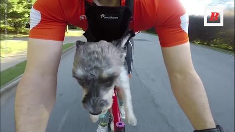 preview for Meet Cycling's Cutest Rider: Pippa