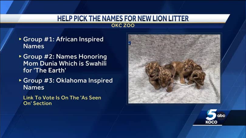 Help name the OKC Zoo lion cubs!