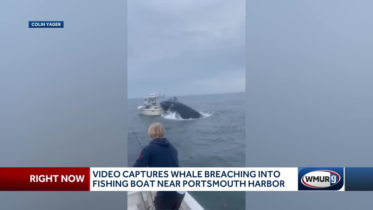 Video captures whale breaching into fishing boat near Portsmouth Harbor