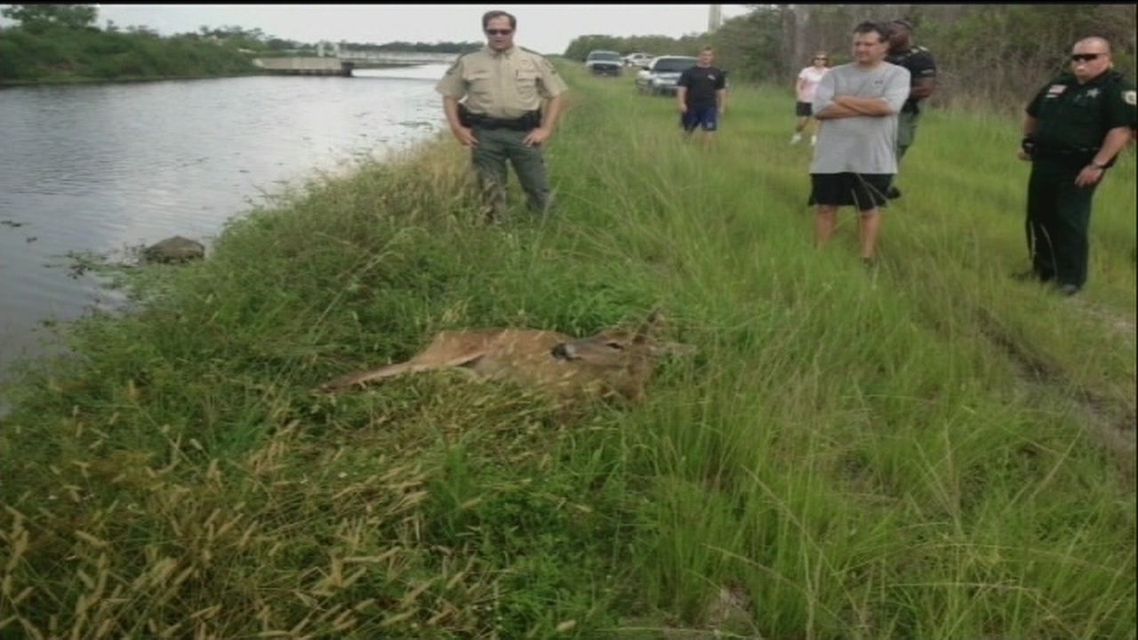 Deer rescued from alligators