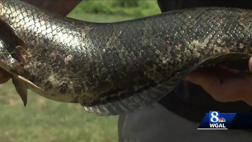 Officials warn anglers to kill invasive snakehead fish immediately