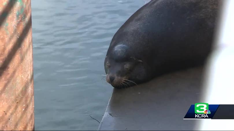 Sea lion showdown: Will the Sacramento River's visitors be a boon