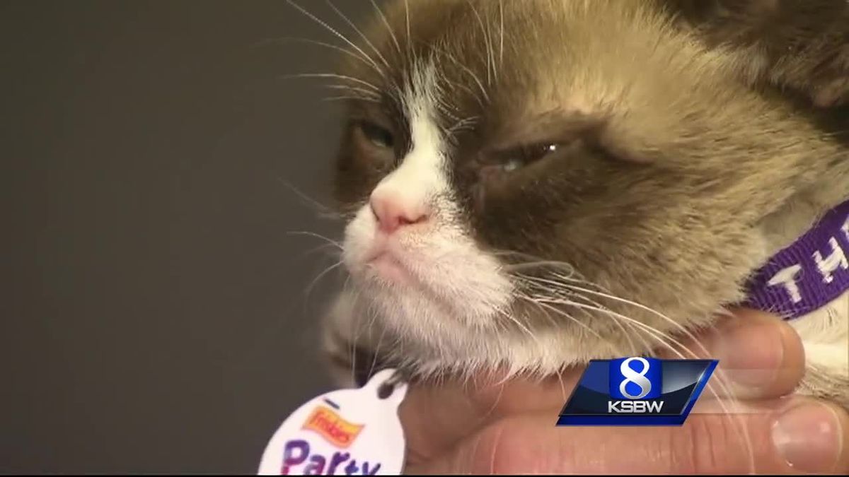 preview for Animal Stories with Dan Green: grumpy cat