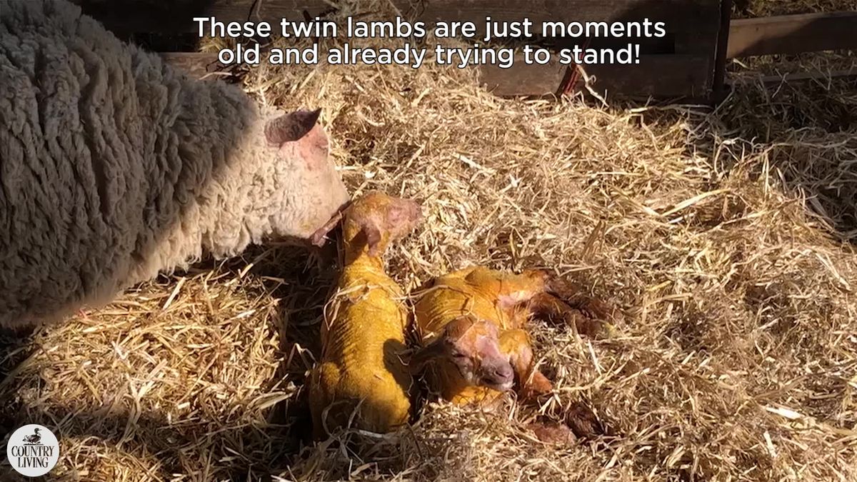 preview for These twin lambs are just moments old and already trying to stand