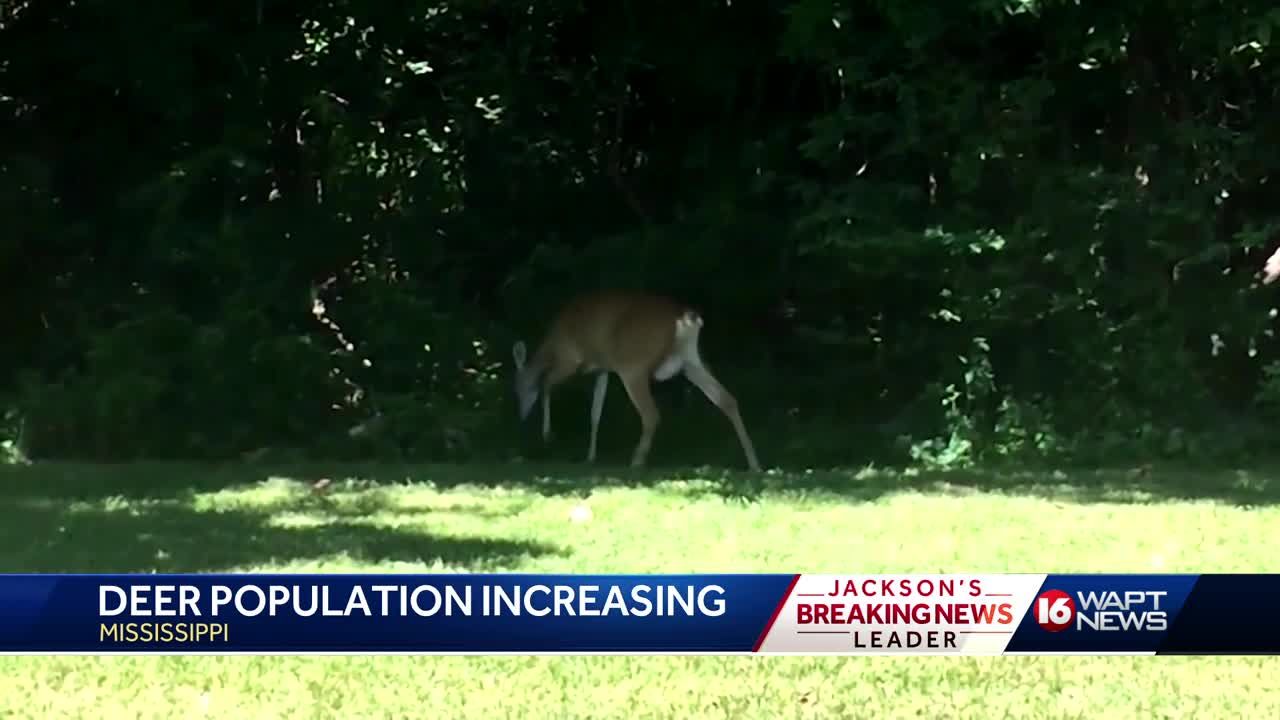 Deer Population Increase