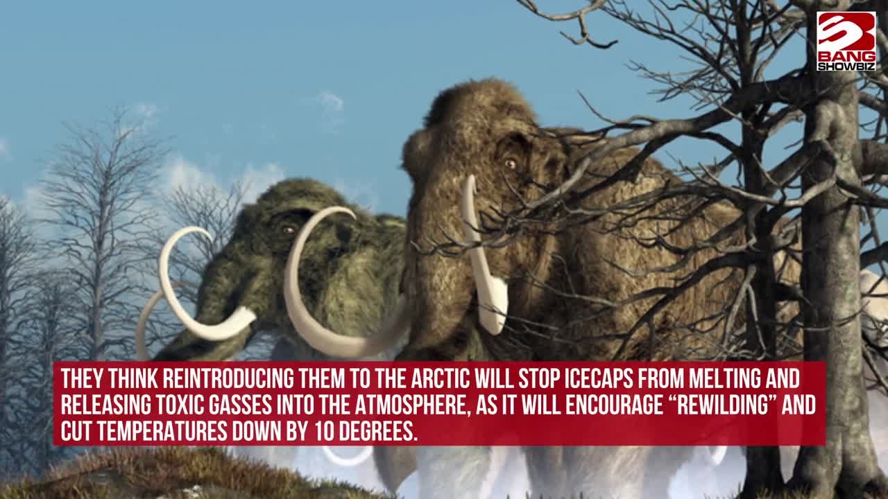 Woolly Mammoth Coming Back to Life by 2027: De-Extinction Details