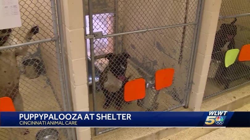 Hundreds of pets looking for homes after Cincinnati Animal Care shelter fills to capacity Hundreds of pets looking for homes after Cincinnati Animal Care shelter fills to capacity