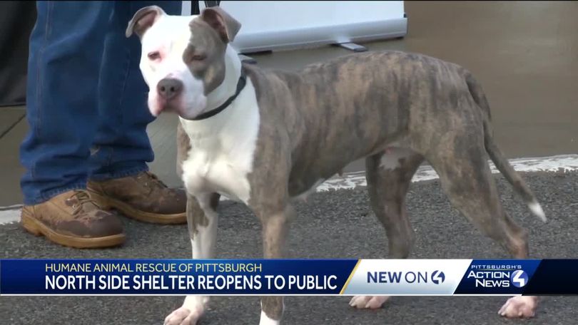 Humane Animal Rescue of Pittsburgh shelter on north side reopens