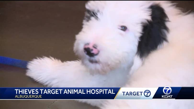 Thieves targeting animal hospitals on hunt for drugs Thieves targeting animal hospitals on hunt for drugs