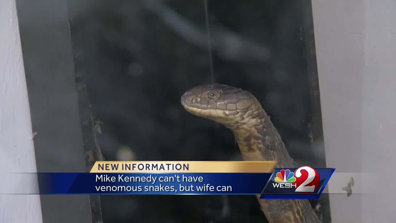 WATCH: This man catching Black Mamba, one of the most deadliest