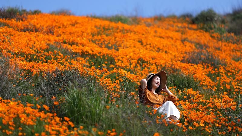 preview for Heavy rains prompt super bloom of poppies in California