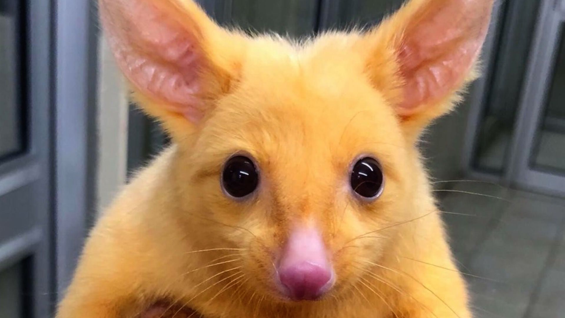 Pikachu is that you? Rare golden possum given Pokemon-themed name