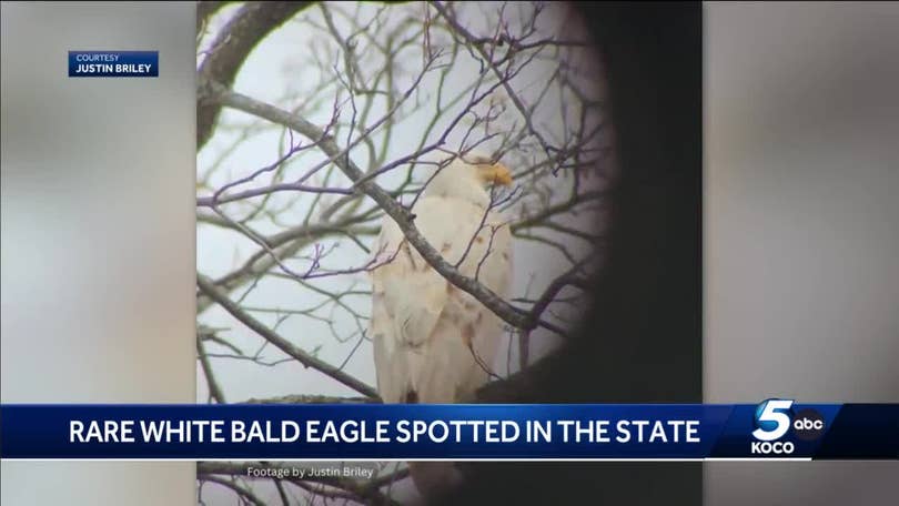 Top Places for Eagle Watching in Oklahoma